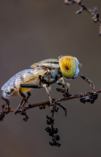 Eristalinus tabanoides
