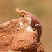 Bibron's Agama - Photo (c) sdrov, all rights reserved, uploaded by sdrov