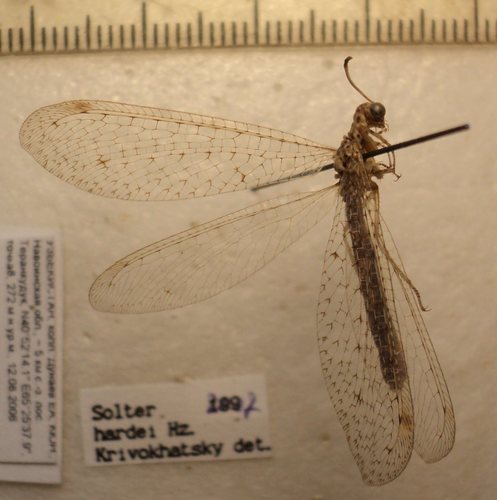 Solter hardei