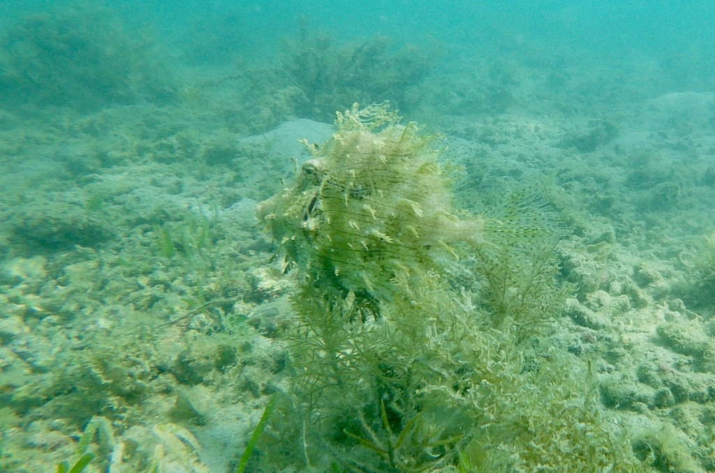 Tasseled Filefish