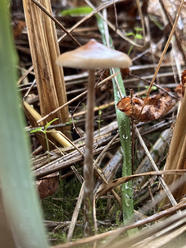 Psilocybe azurescens from Fort Stevens State Park, Warrenton, OR, US on ...