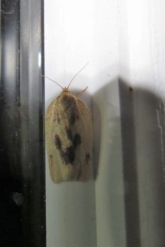 Clepsis flavidana