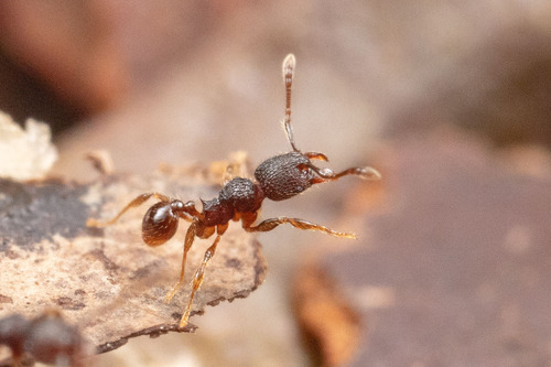 Pheidole rectitrudisPheidole rectitrudis