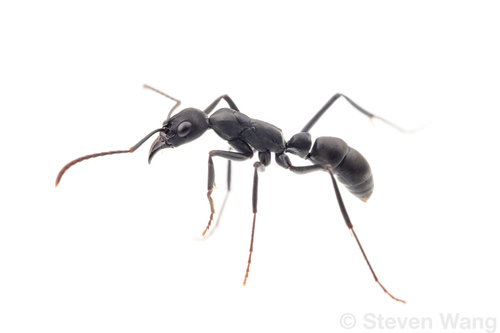 Neoponera verenaeNeoponera verenae