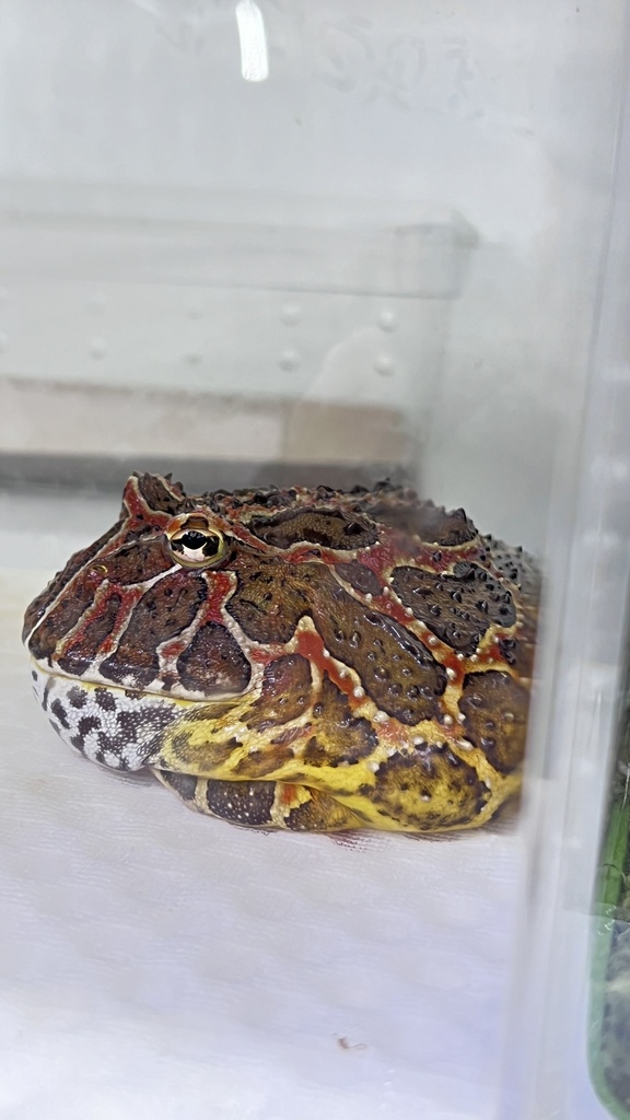 South American Horned Frogs from 大华二村二街坊, 上海市, CN on November 10, 2024 ...