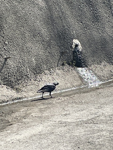 Thick-billed Raven