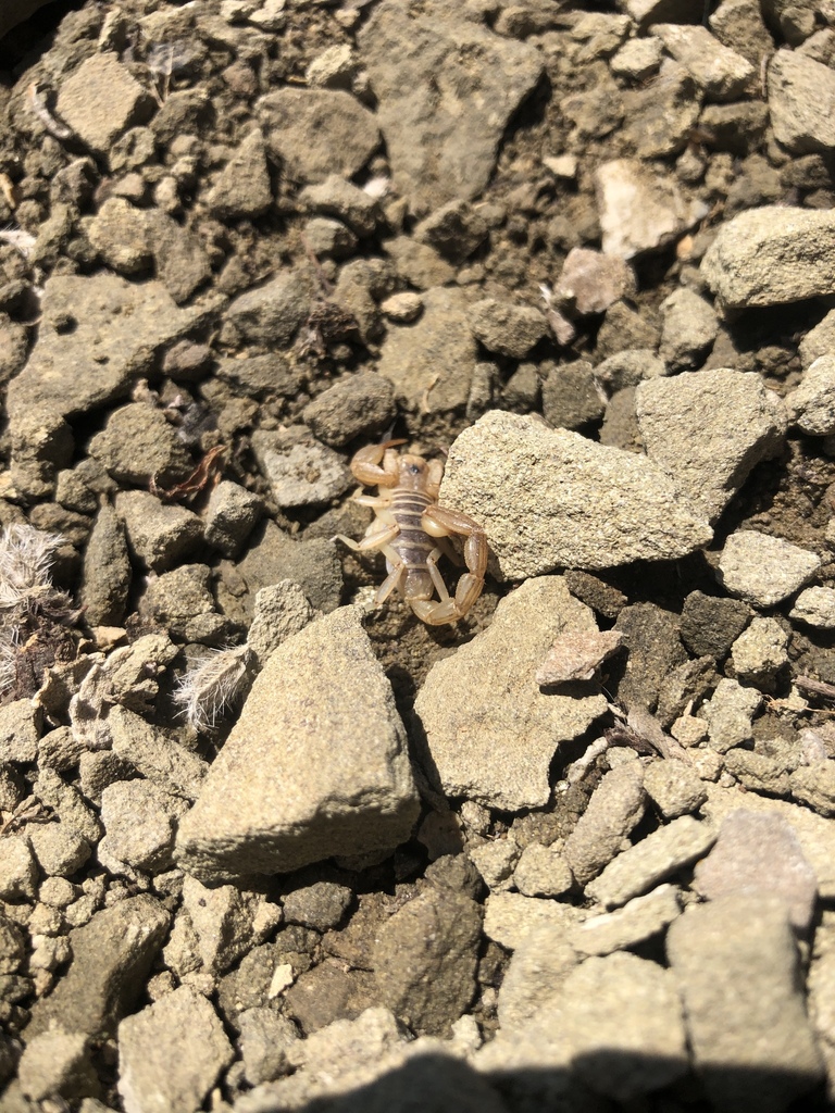 Northern Scorpion from 59011, Big Timber, MT, US on July 14, 2019 at 11 ...