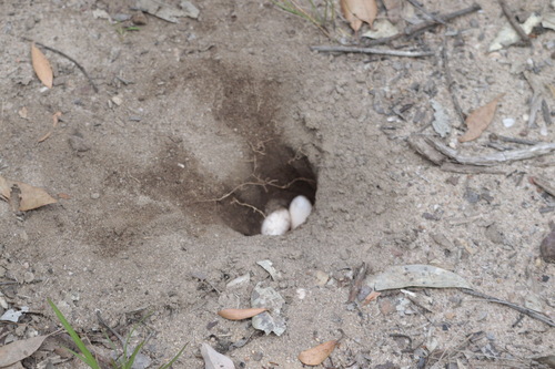 Australian Elapids (inc. Sea Snakes) sighting