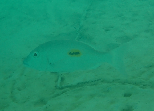 Thumbprint Emperor — seen at this dive site