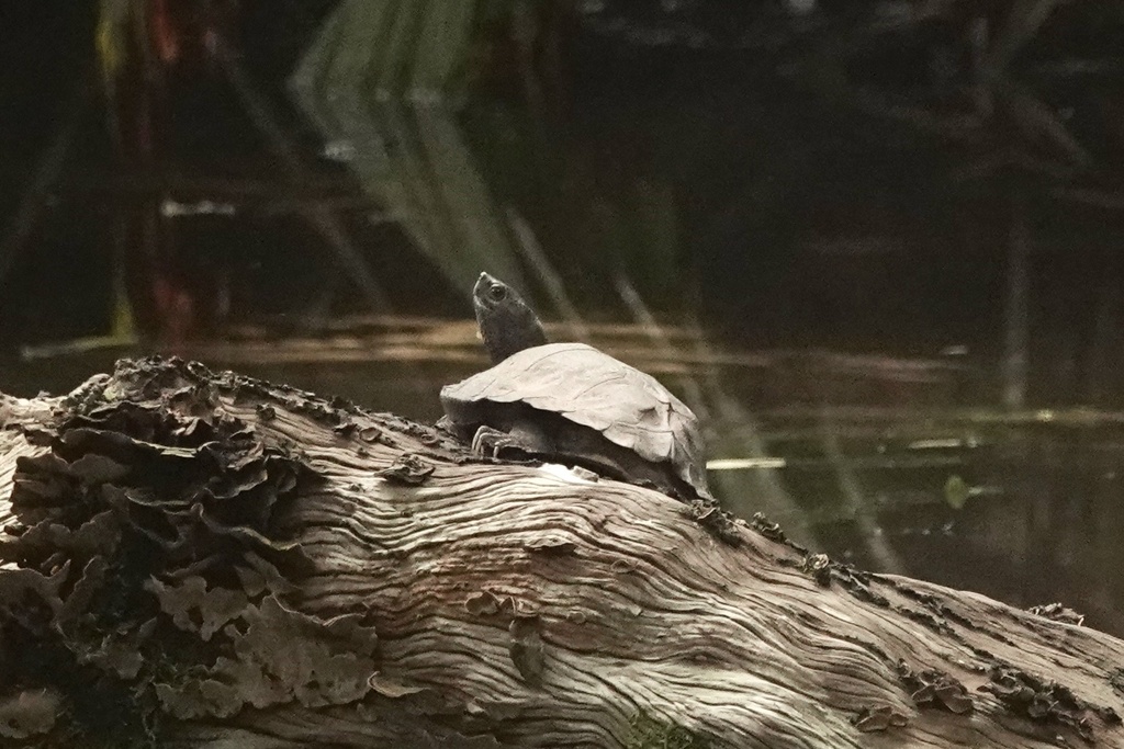 Photo by Donyo Gabriel