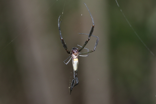Golden Silk Spider