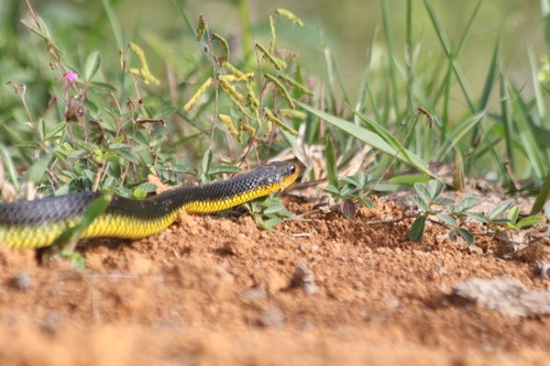 Yellow-lipped Sipo
