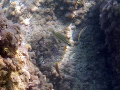 Peacock Wrasse