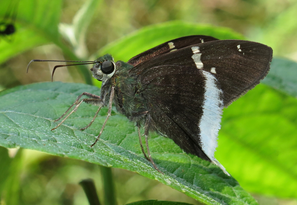 Green Longtail photo
