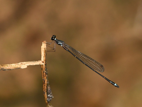 Drepanosticta philippa
