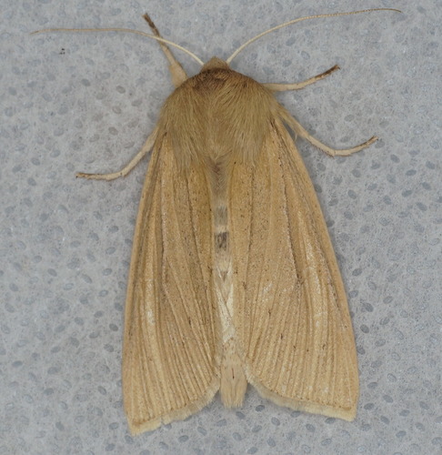 Large Wainscot Moth