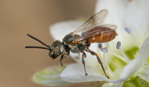 Kelita chilensis