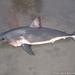 Salmon Shark - Photo (c) David McGuire, all rights reserved, uploaded by David McGuire