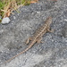 Shy Spiny Lizard - Photo (c) Arturo Cruz, all rights reserved, uploaded by Arturo Cruz