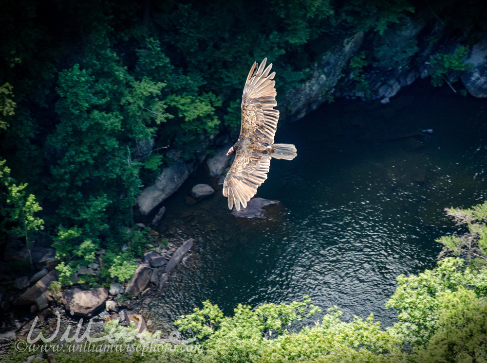 Turkey Vulture