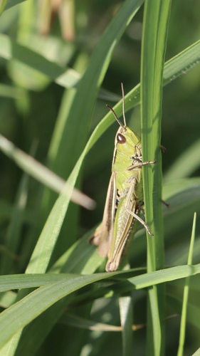 Lesser Marsh Grasshopper