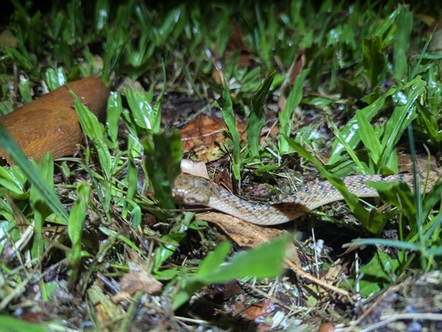 Brown Tree Snake sighting