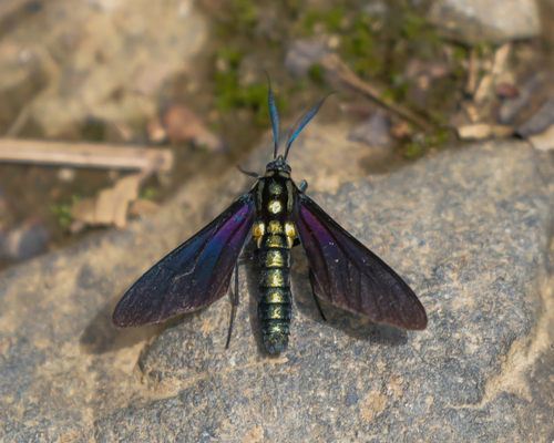 Eriphioides purpurinus