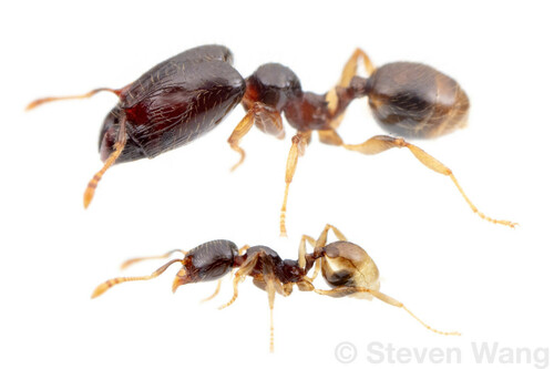 Pheidole synarmata