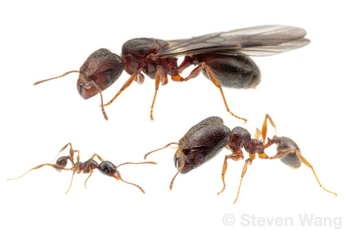 Pheidole vestitaPheidole vestita