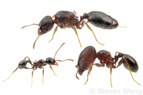Pheidole simonsiPheidole simonsi