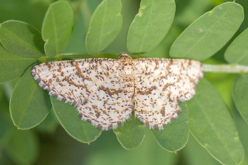 Heliomata glarearia