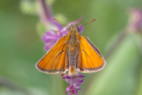 Small Skipper