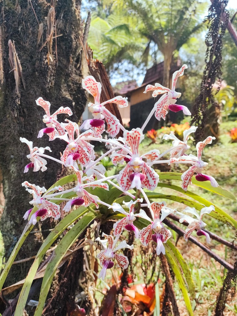 Vanda suavis