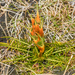 Aciphylla pinnatifida - Photo 由 Danilo Hegg 所上傳的 (c) Danilo Hegg，保留所有權利