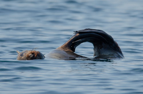 Guadalupe Fur Seal