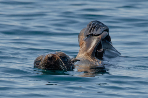 Guadalupe Fur Seal