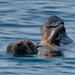 Southern Fur Seals - Photo (c) Mason Maron, all rights reserved, uploaded by Mason Maron