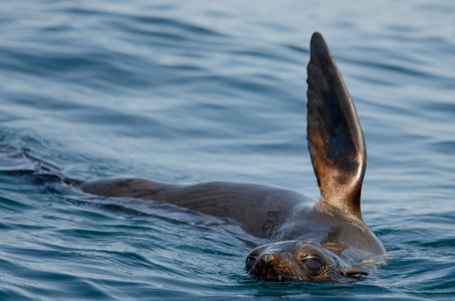 Guadalupe Fur Seal