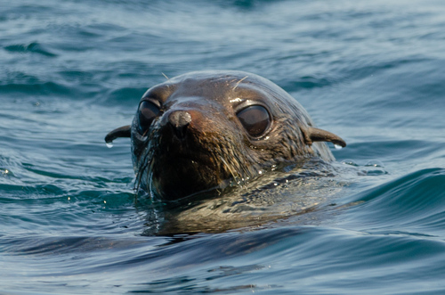 Guadalupe Fur Seal