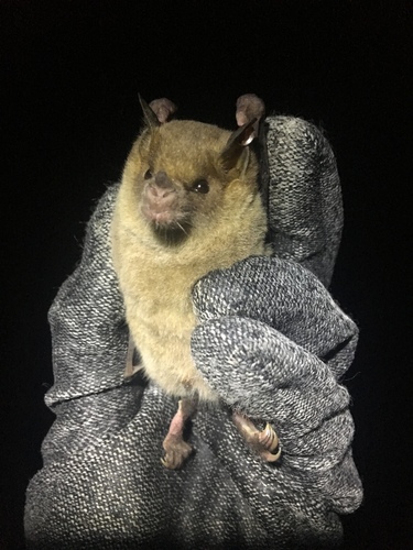 Mexican Long-nosed Bat