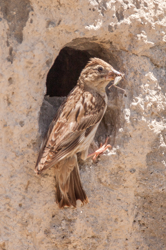 Rock Sparrow