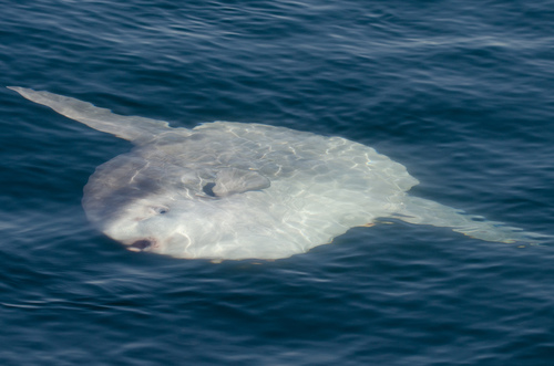 Common Mola