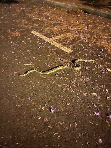 Coastal Carpet Python sighting