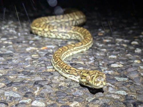 Coastal Carpet Python sighting