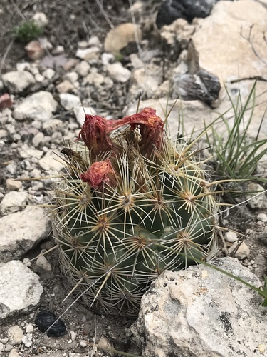 Coryphantha echinoidea