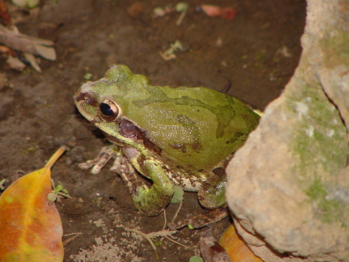 Mexican Treefrog