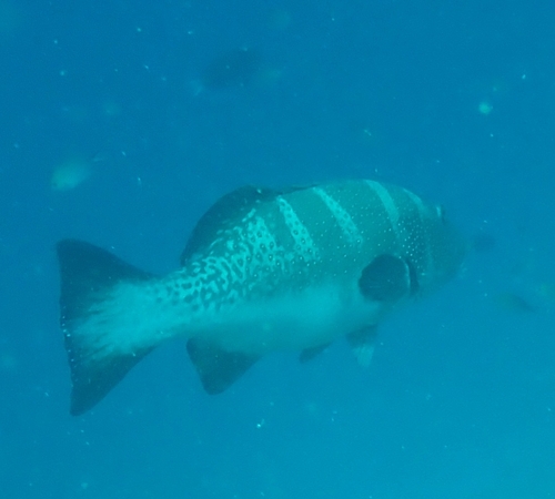 Blacksaddle Coralgrouper — seen at this dive site