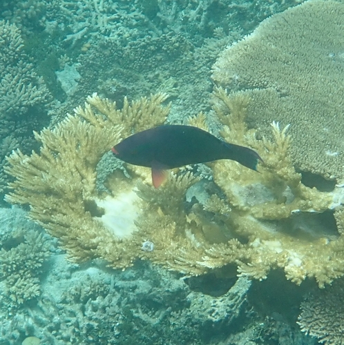 Swarthy Parrotfish — seen at this dive site