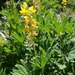 Sabin's Lupine - Photo (c) Jon Eilers, all rights reserved, uploaded by Jon Eilers