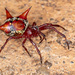 Actinosoma pentacanthum - Photo (c) Vinícius Rodrigues de Souza, all rights reserved, uploaded by Vinícius Rodrigues de Souza